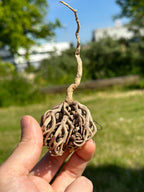 Bloem van Maryam