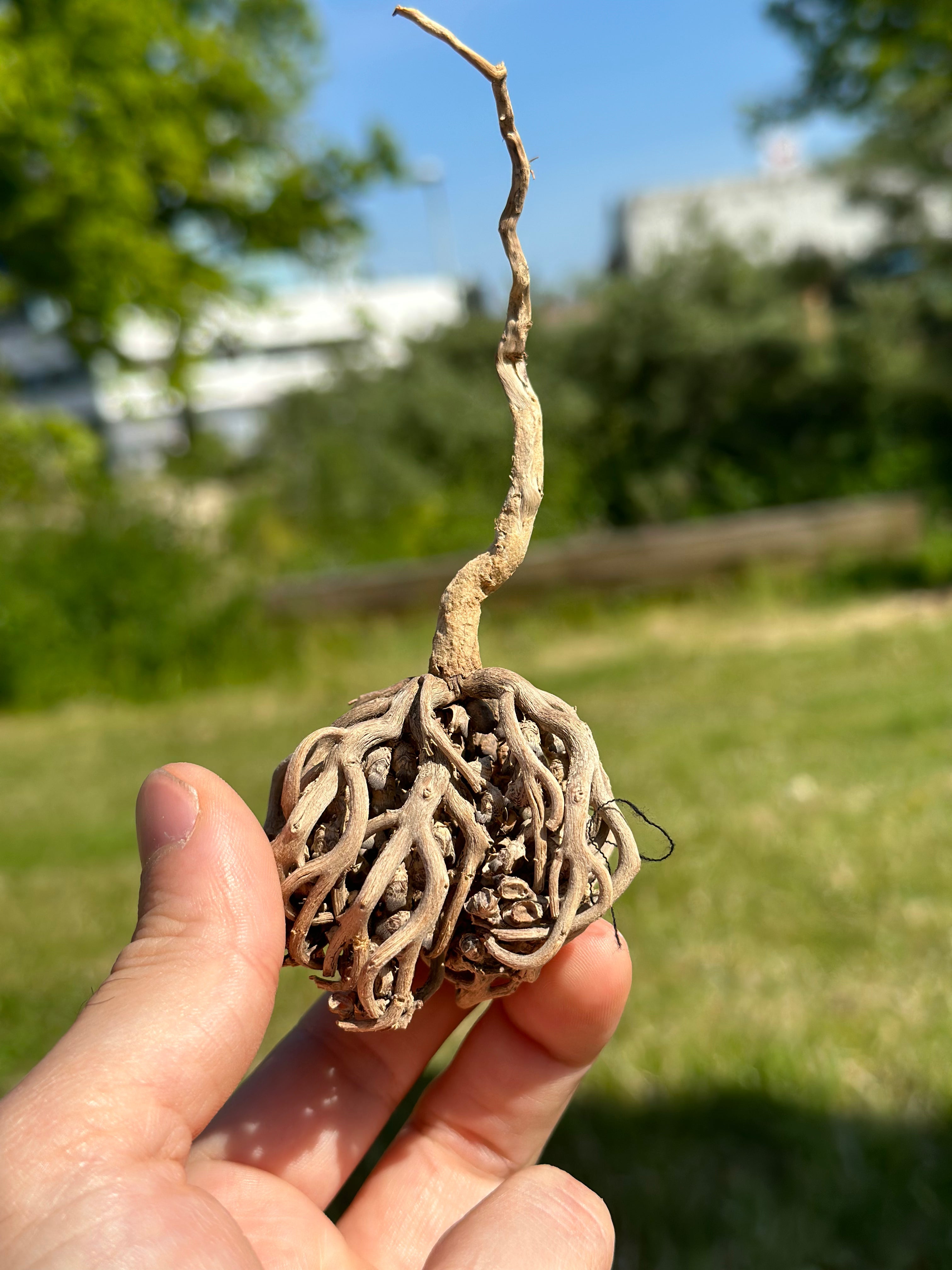 Bloem van Maryam
